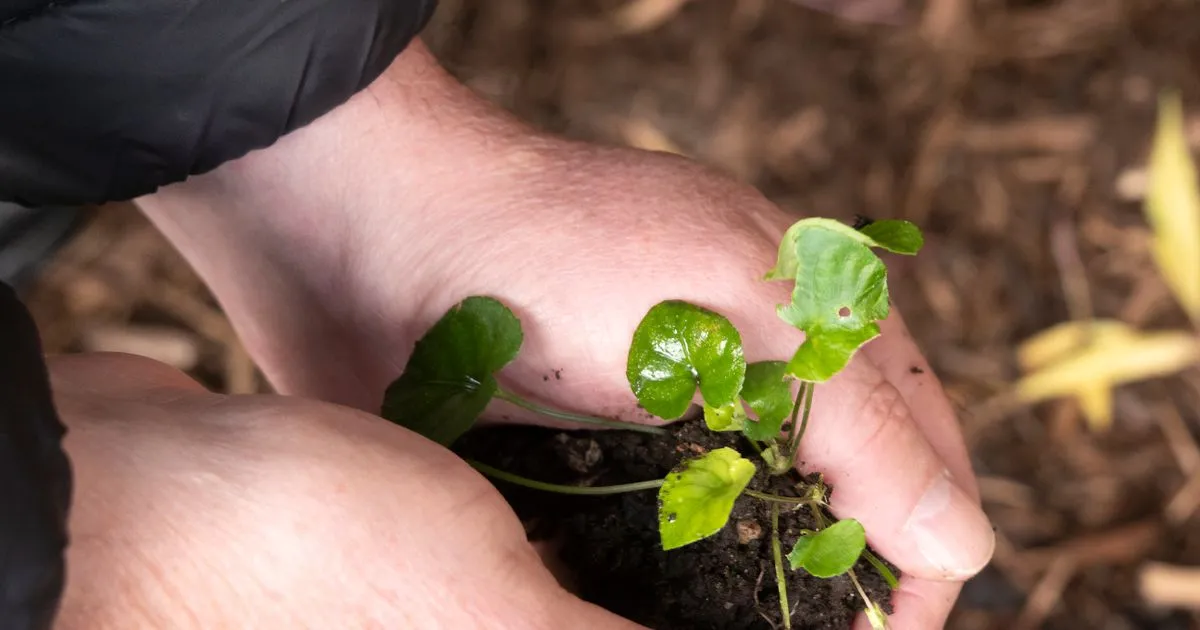 New growth - rebuilding credit after bankruptcy takes root