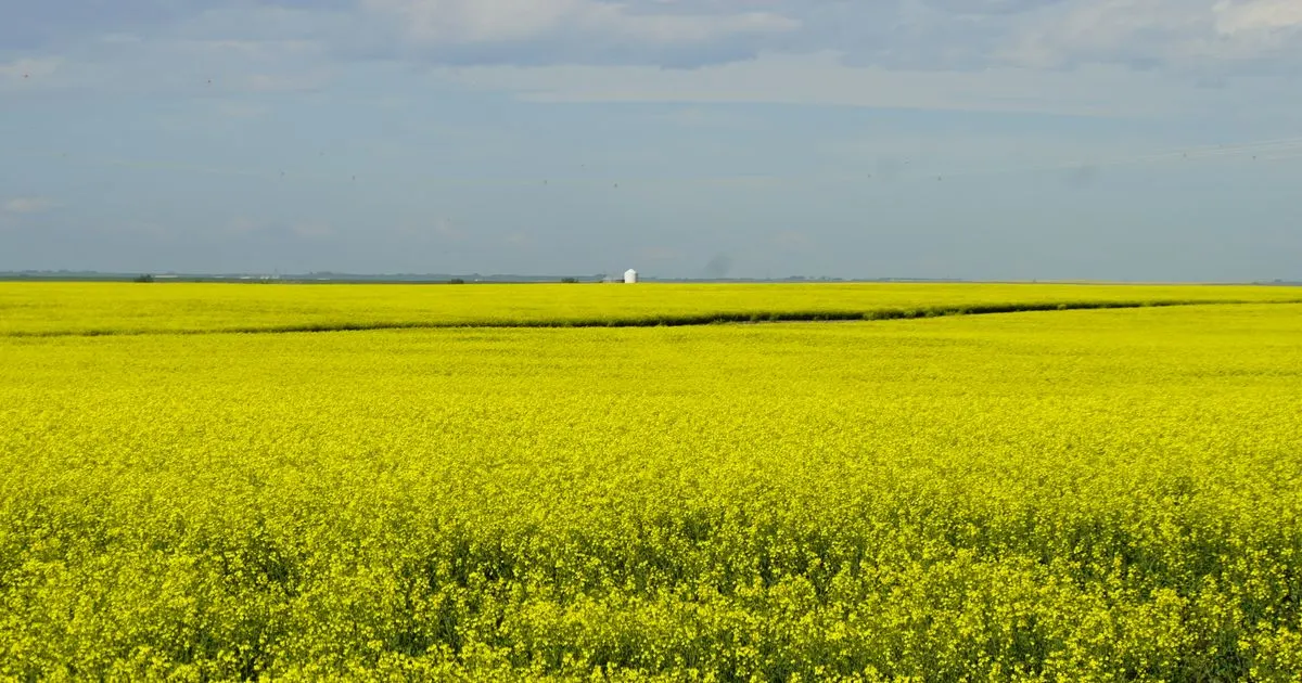 Debt consolidation Manitoba: prairie canola fields stretching to the horizon