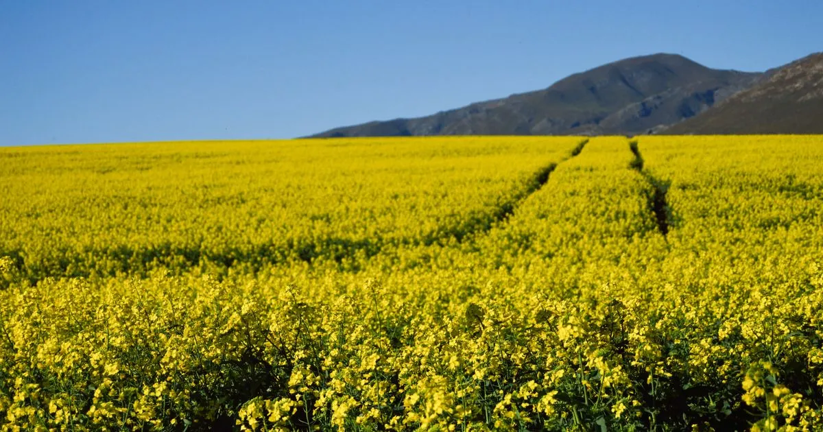 Debt relief Alberta: canola field and foothills under a clear prairie sky